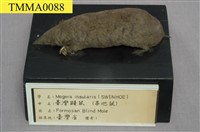 藏品(臺灣鼴鼠)的圖片